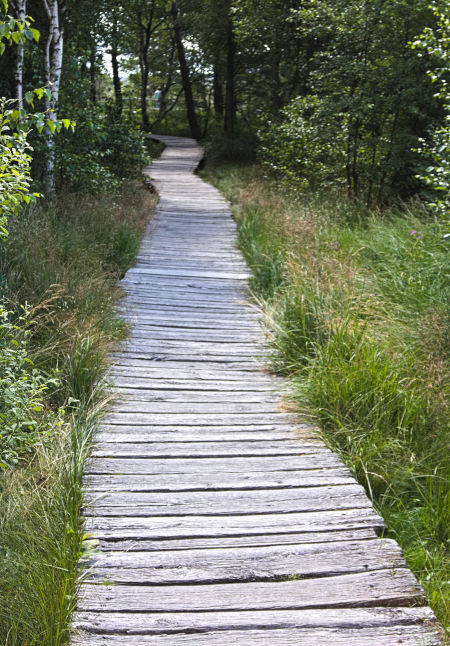Holzbohlenweg im Schwarzen Moor, Rhön Holzbohlenweg im Schwarzen Moor, Rhön